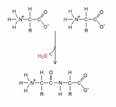 A dehydration synthesis reaction involving ionized monomers.